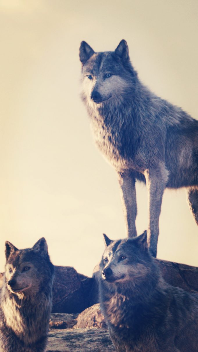 The Jungle Book 2016 Movie Wallpapers for iPhone - Apple Lives